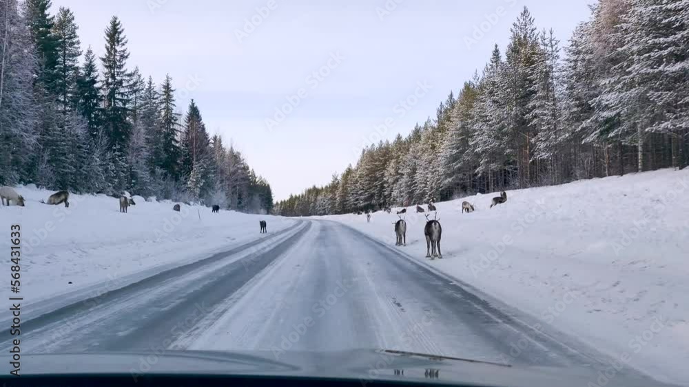 A group of moose or Elk walking in the beside Swedish road to protect its family from oncoming cars. A beautiful animal photographed during the Swedish winter. 4K copyspace. A group of moose or Elk walking in the beside Swedish road to protect its family from oncoming cars. A beautiful animal photographed during the Swedish winter. 4K copyspace.