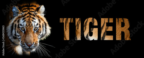 Portrait of tiger with a name on a dark background. The text is from her fur