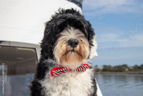 Portuguese Water Dog portrait