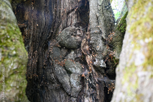Old gnarled tree, lightning struck the trunk once