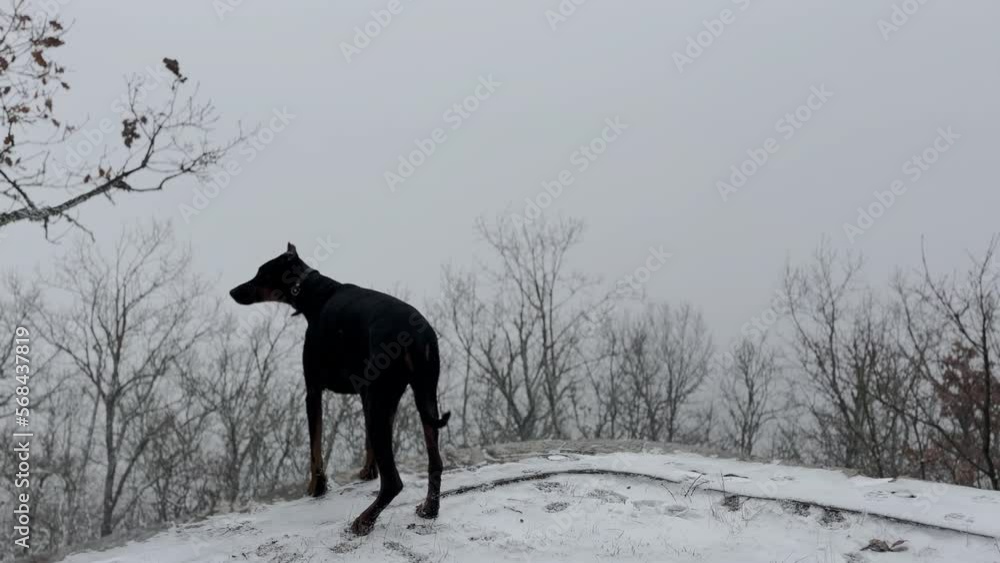 Doberman Pinscher, Dog Enjoying The Snowy Forest View Winter Cold Day 3 Doberman Pinscher, Dog Enjoying The Snowy Forest View Winter Cold Day 3