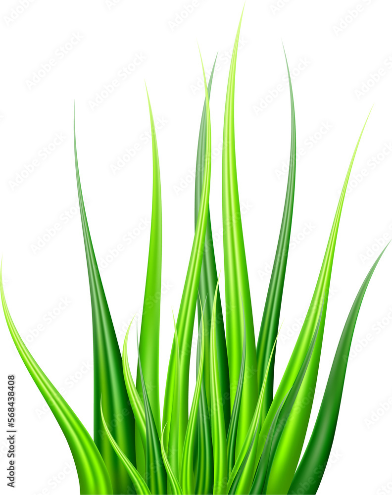 Fototapeta premium green grass realistic illustration