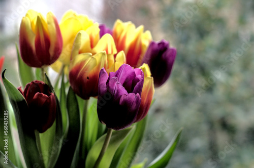 Bright and colourful tulips in a vase. Beautiful and tender flowers create perfect spring mood.