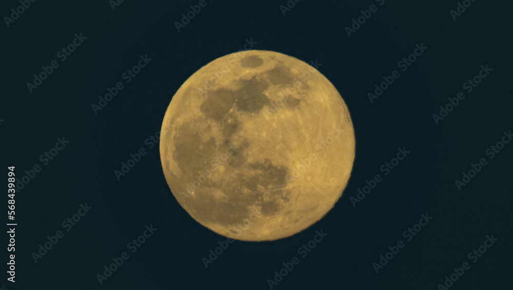 Fototapeta premium 黄金の月