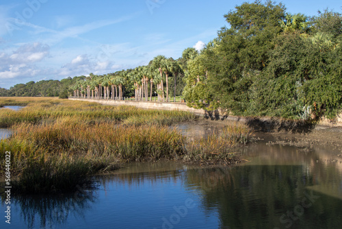 Fototapeta Naklejka Na Ścianę i Meble -  palm trees line the edge of the river
