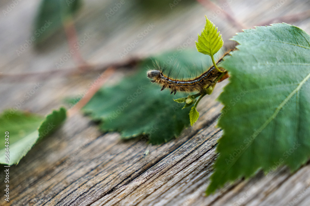 Yellow caterpillar on a leaf on a table Yellow caterpillar on a leaf on a table