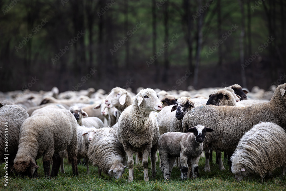 Obraz premium Sheep with sheep herd in the field, Germany, Europe 