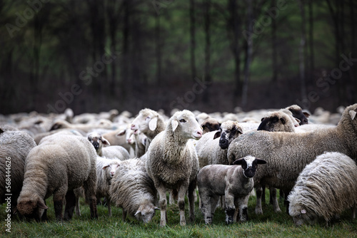 Sheep with sheep herd in the field, Germany, Europe
 photo