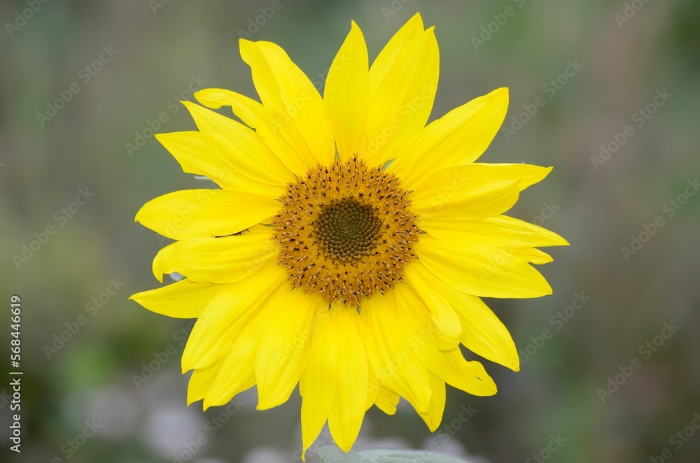 Sonnenblume Sonnenblume