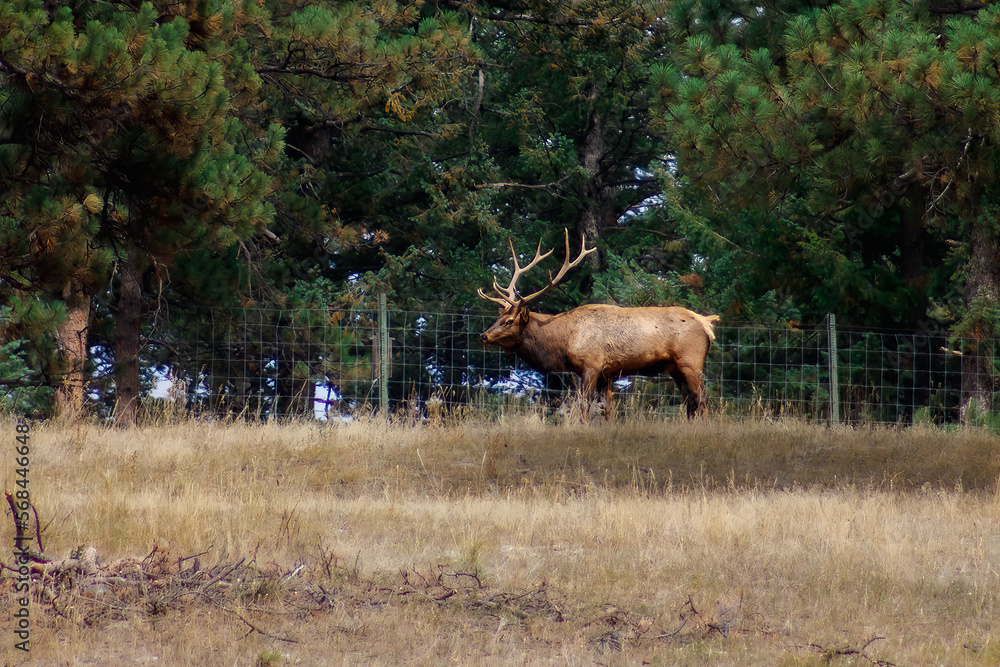 Fototapeta premium Elk in the woods