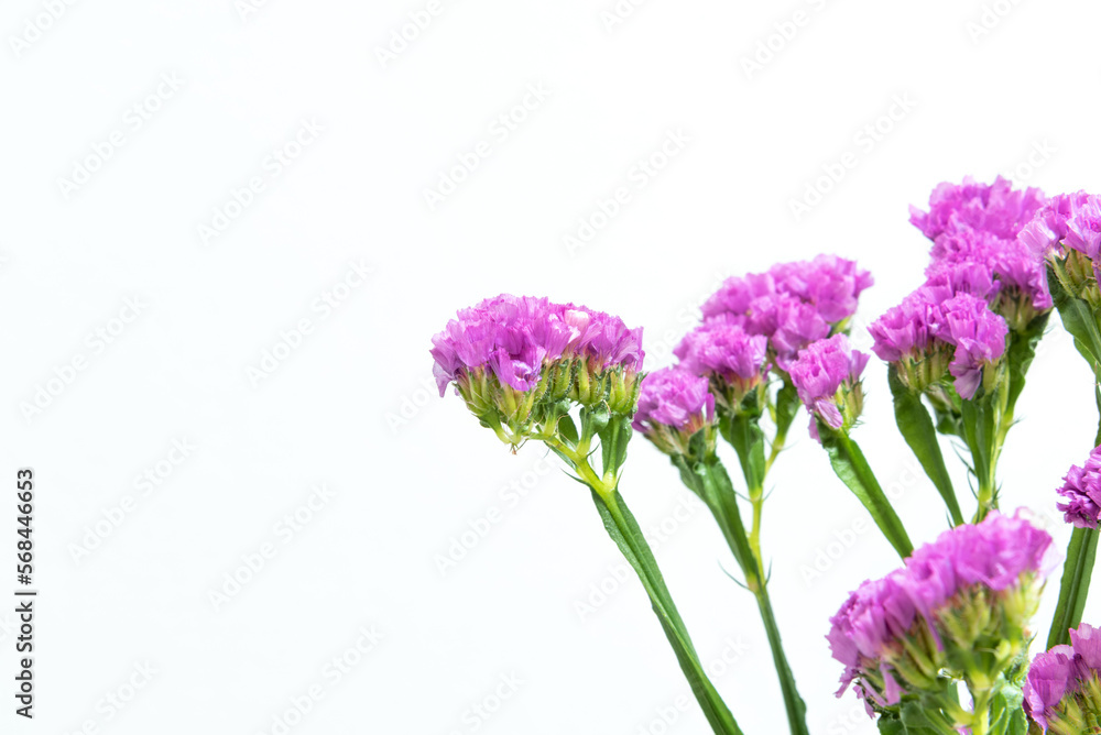 Obraz premium スターチス