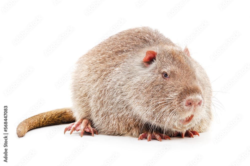 Large brown nutria. Large brown nutria.