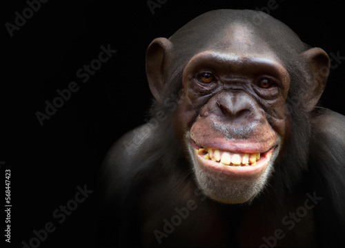 Fototapet Closeup of happy chimp with smiling face isolated on black background