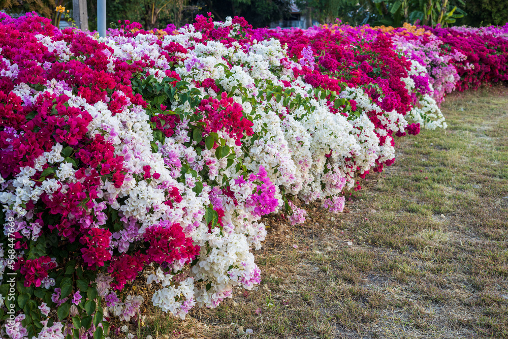 Obraz premium Side view of garden fence wall. Beautiful red and white bougainvillea blooming.