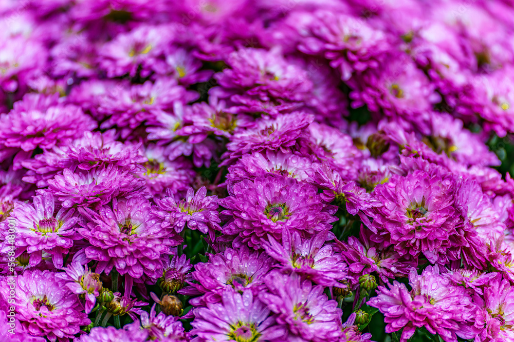 Fototapeta premium close up of flowers