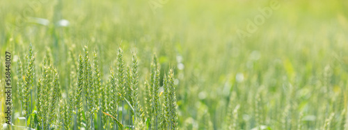 Wheat field. Ripening wheat ears in field