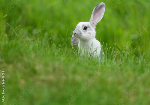 Little cute rabbit sitting on the grass. Bunny on green background