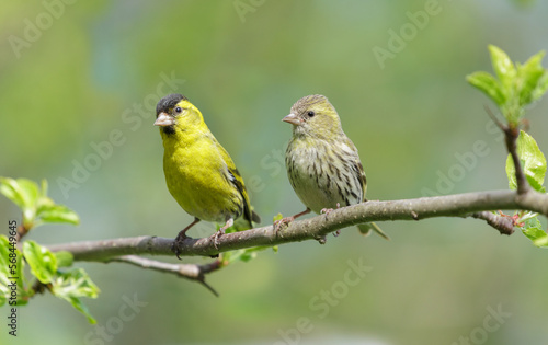 Two Little bird sitting on branch of  tree. Male and female the Eurasian Siskin © Nitr