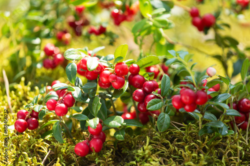 Bush of wild ripe cowberry or lingonberry in a forest photo