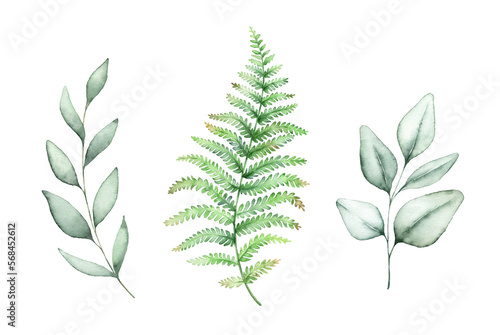Green eucalyptus leaves and fern branches.