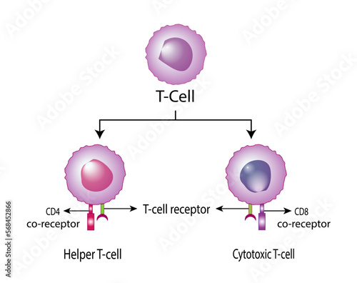 T Cell, helper T cell and cytotoxic T cell, CD Antigen Types., CD4 And CD8. Vector Illustration