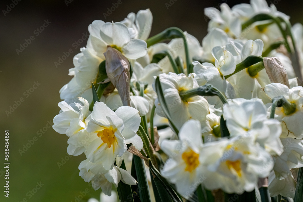 Fototapeta premium Narcissus plant beautiful white spring flower blur background correct