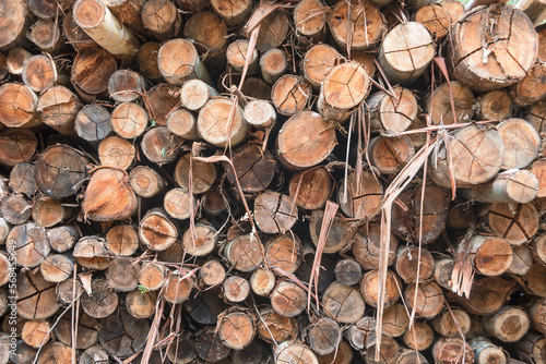 Close up of reforestation wood pile trunks.