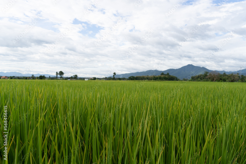 Green Terraced Rice Field. rice is growing in the field background