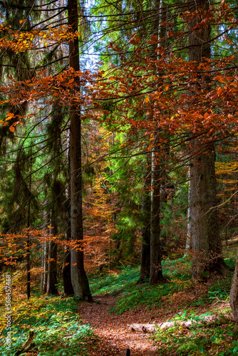 Amazing autumn woods.