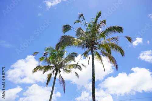 A picture of two nice coconut trees against a bright blue sky