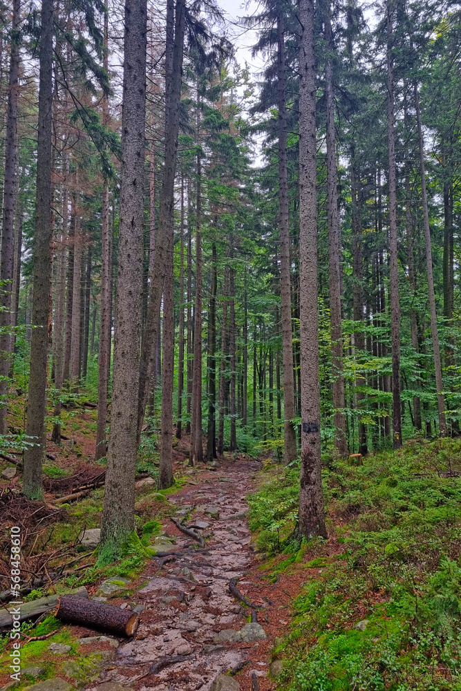 Hiking trail in the wet green autumn forest. Hiking trail in the wet green autumn forest.