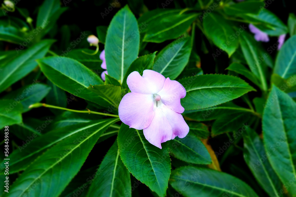 Close-up of the flowering flower Balsamina in the garden. Close-up of the flowering flower Balsamina in the garden.