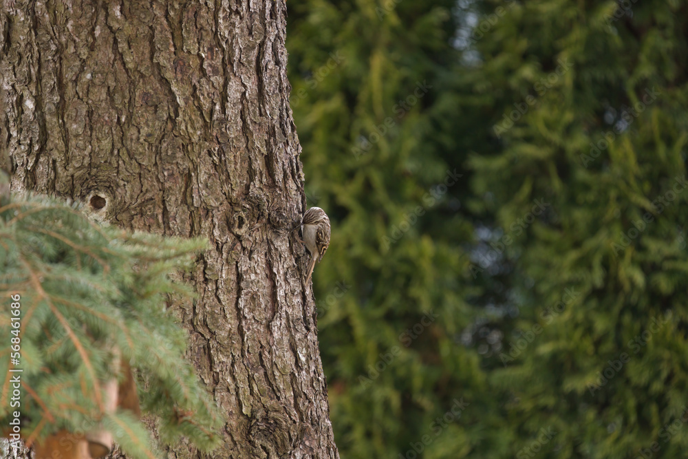 Obraz premium a short-toed treecreeper, certhia brachydactyla, climbing at the tree trunk from a swiss stone pine