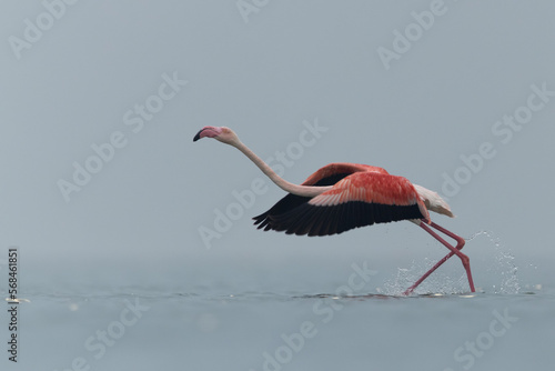 Greater Flamingos takeoff at Asker coast in the morning, Bahrain