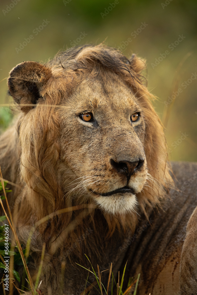 Portrait of a Lion mane after rain at Masai Mara, Kenya Portrait of a Lion mane after rain at Masai Mara, Kenya