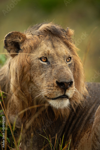 Portrait of a Lion mane after rain at Masai Mara  Kenya