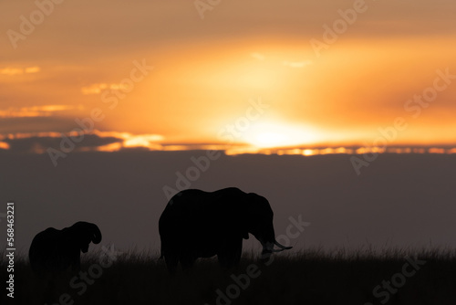 Silhouette of African elephant and calf during sunset  Masai Mara  Kenya