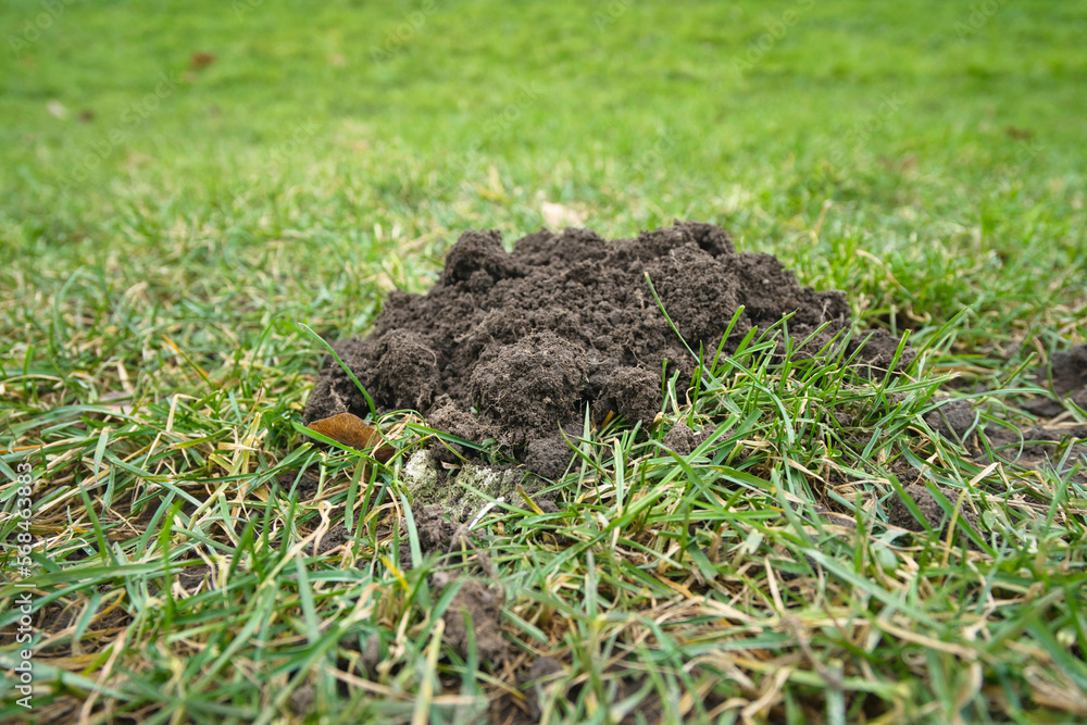 Talpidae freshness mole mound on a green lawn, damaged lawn by molehills closeup Talpidae freshness mole mound on a green lawn, damaged lawn by molehills closeup
