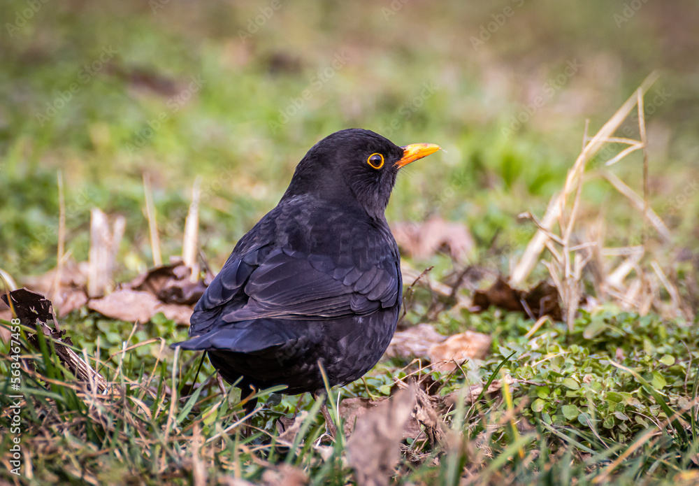 Common blackbird close up shot Common blackbird close up shot