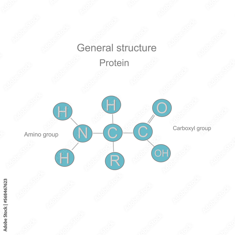The general or chemical structure of protein molecule that including
