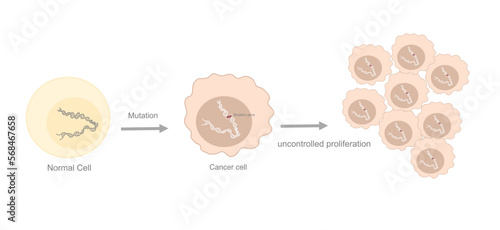 The diagram of normal cell mutation and became to cancer cell that uncontrolled proliferation after the gene mutation.