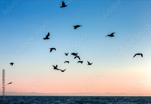 Sunset sky over the sea with seagull, © romiri