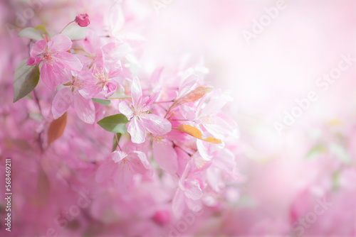 Bright, spring flowering of pink sakura