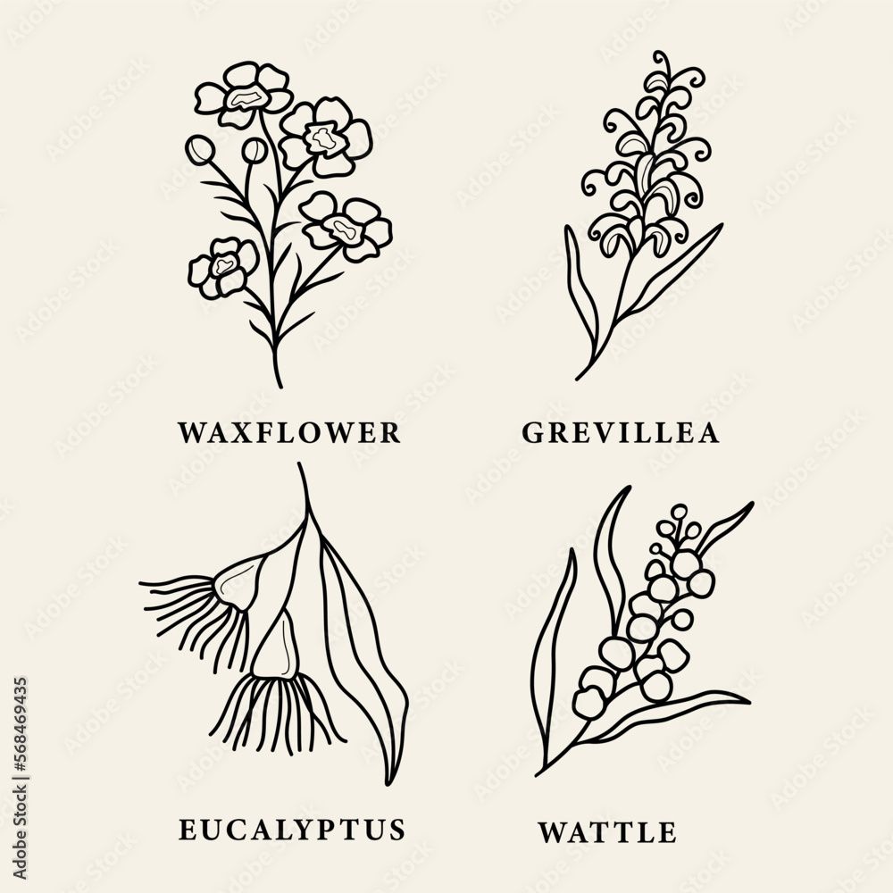 Line art Australian native flowers Stock Vector Adobe Stock