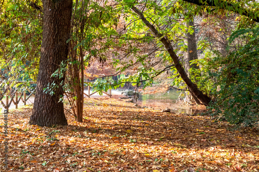 Nature view on sunny day of park trees and autumn fallen yellow and greenish tree leaves
Nature view on sunny day of park trees and autumn fallen yellow and greenish tree leaves