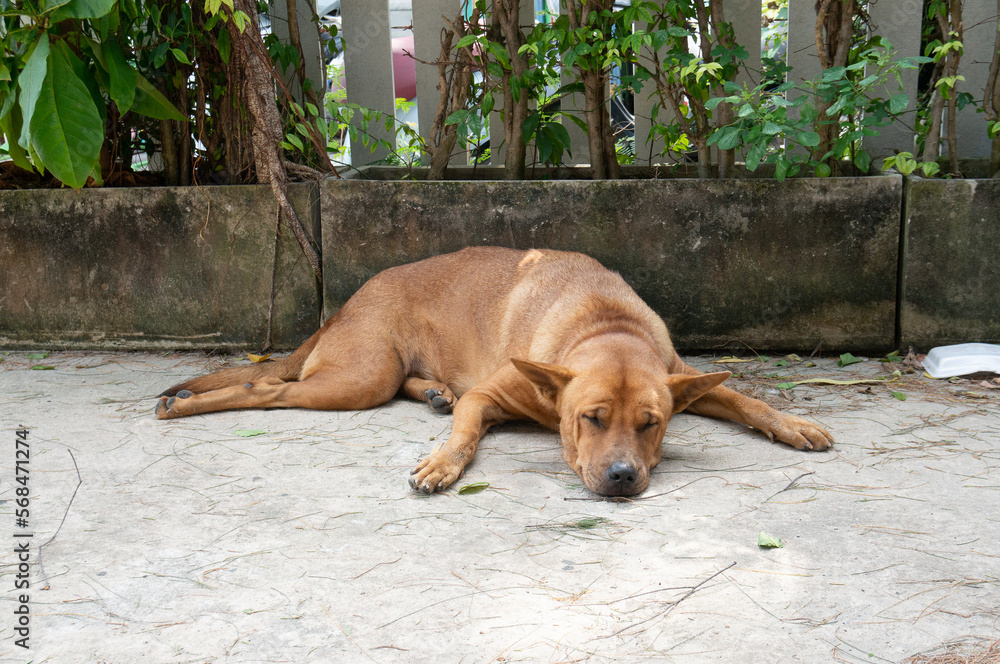 A homeless stray dog that looks very old. A homeless stray dog that looks very old.