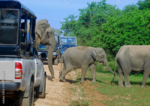 Wild Elephants In Yala National Park.  Yala Is The Most Visited And Second Largest National Park In Sri Lanka.