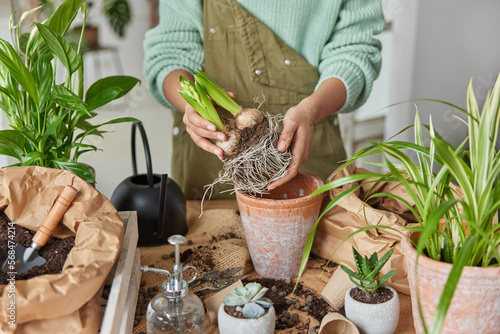 Cropped image of unknown female botanist in casual clothes going to transplant bulb plant with roots takes soil from paper bag uses gardening tools stands neat table surrounded by pots and houseplants