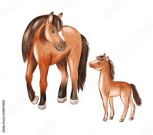 Hand drawn watercolor australian animals. Horse and foal illustration isolated on white background