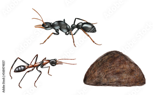 Hand drawn watercolor australian animals. Australian ants illustration isolated on white background